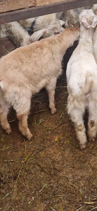 Заеен ешкі лактары сатылады