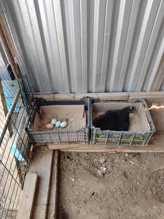 Uhayu tovuqlari sotiladi