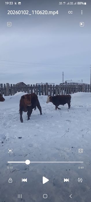 Продам 3 бычка 3 тёлочка