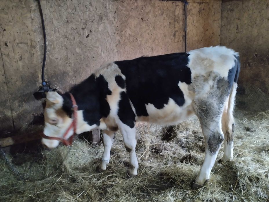 Vând vitea de un an