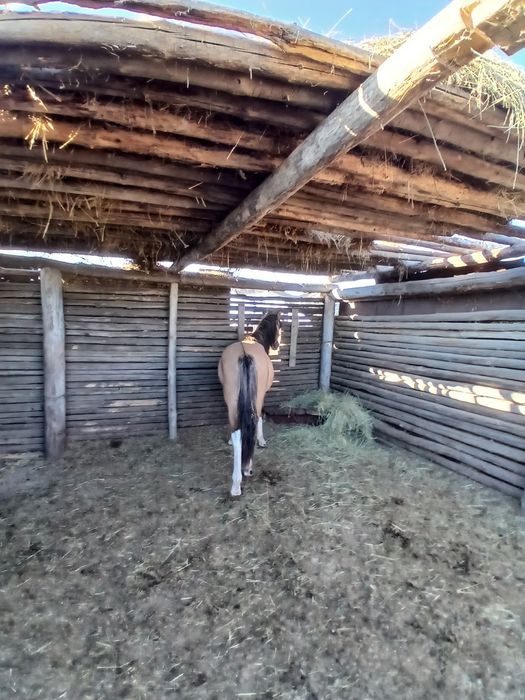 Продам тай откорми стоит