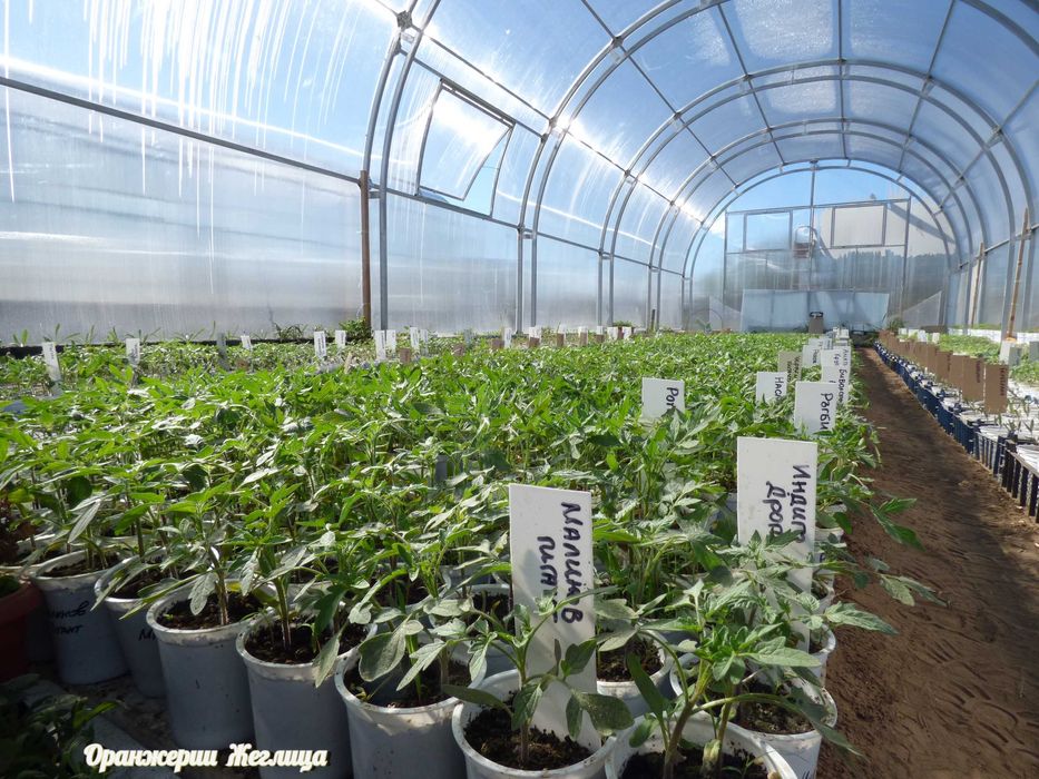 Разсади за Домати, Краставици, Билки и Цветя