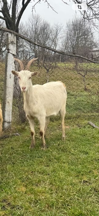 Capra sannen  tanara gestanta