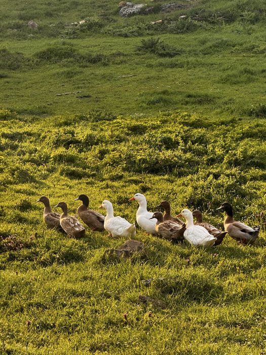 Домашни патици (юрдеци)