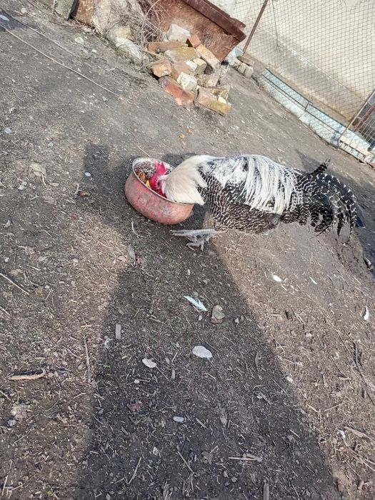 Вариант барма тауықа