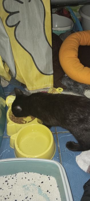 Отдам котенка в добрые руки