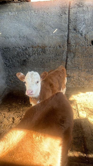 Продам хороших телят