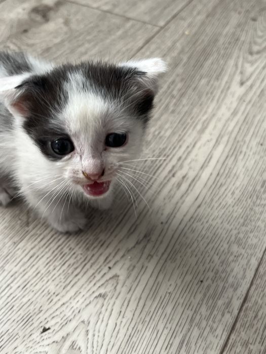 Отдам котят в добрые ручки