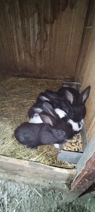 Iepurași de vânzare