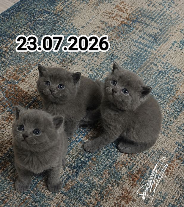 Британские котята