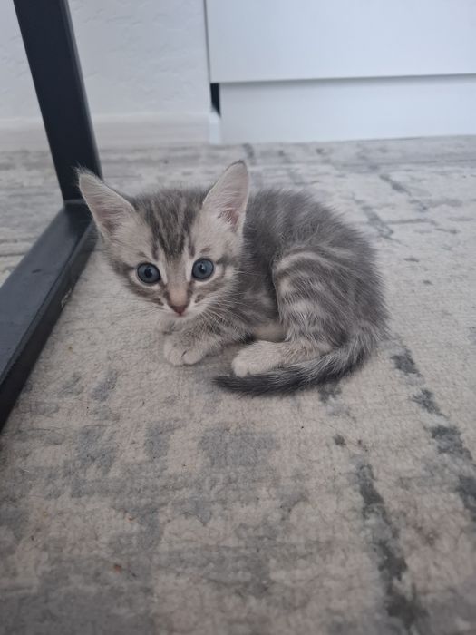 Котёнок шотландский