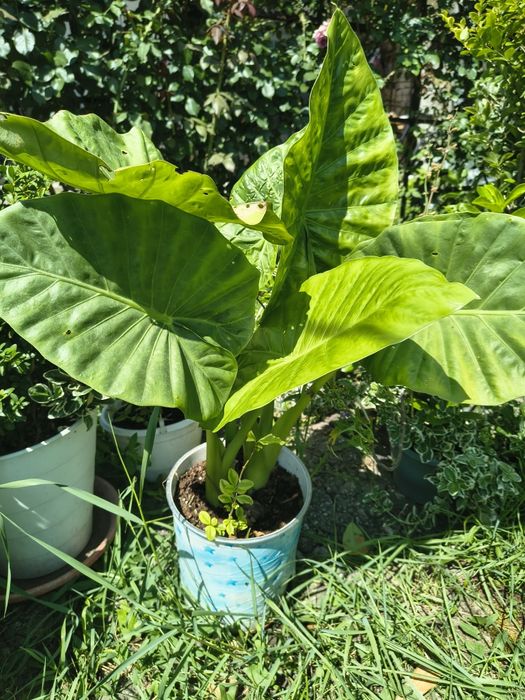 Vindem flori pentru casa și grădina.
