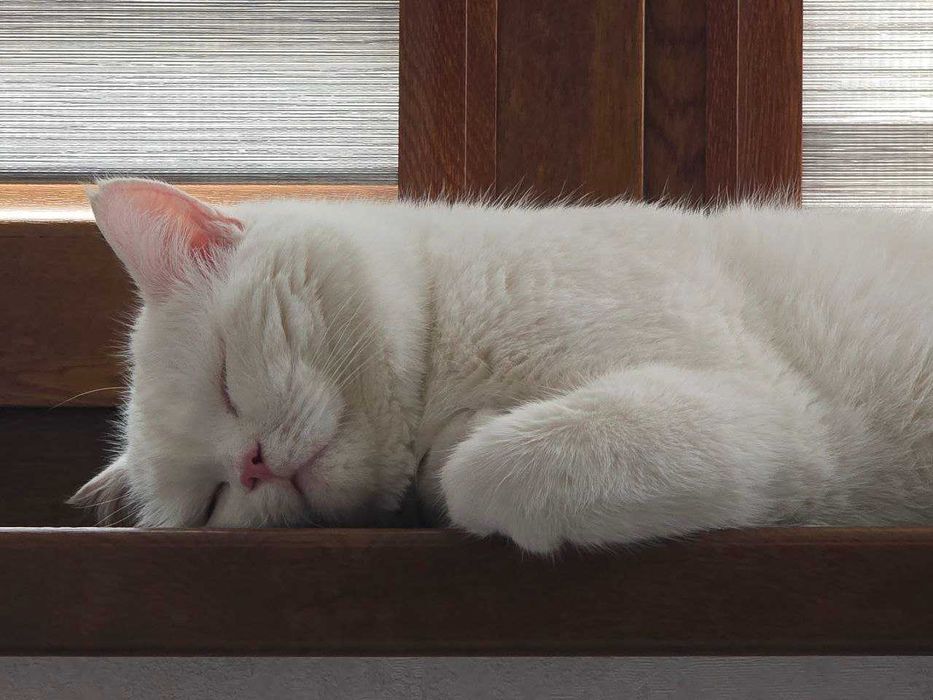 Британец YaYo ищет кошечку для вязки, очень заботливый и учтивый кот.