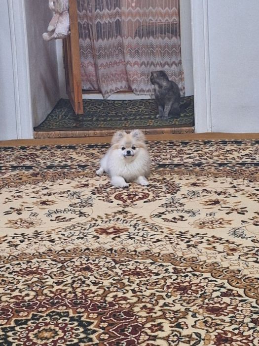 продается белый померанский щпиц