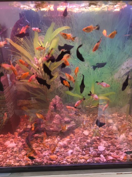 За гр.Пловдив 0,50ev.