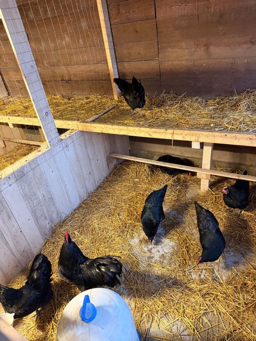 Gaini Australorp Negru cu inel