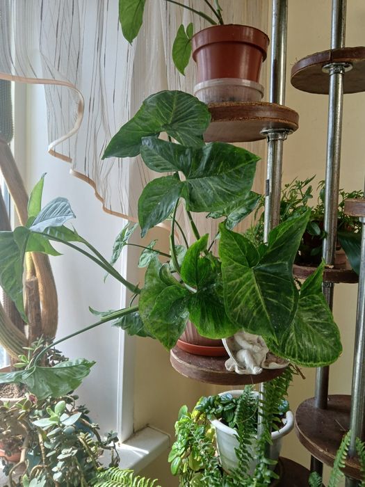 Продам комнатные цветы разные