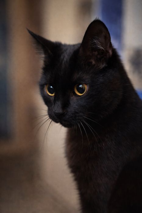 Малявка, которому нужен дом