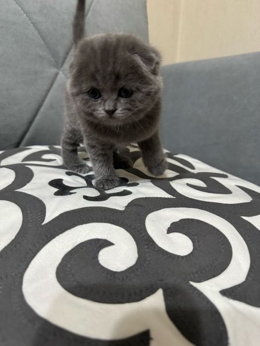 Чистокровные Шотландские котята