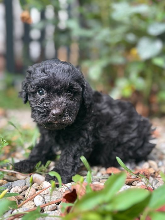 Poodel toy caniche