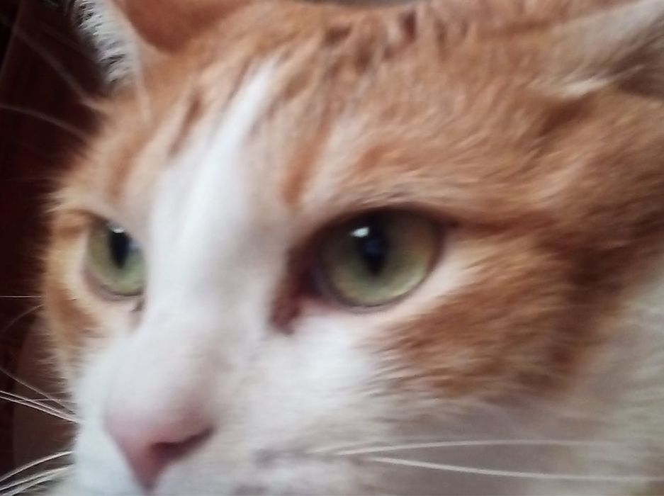 Ласковый домашний кот в добрые руки!