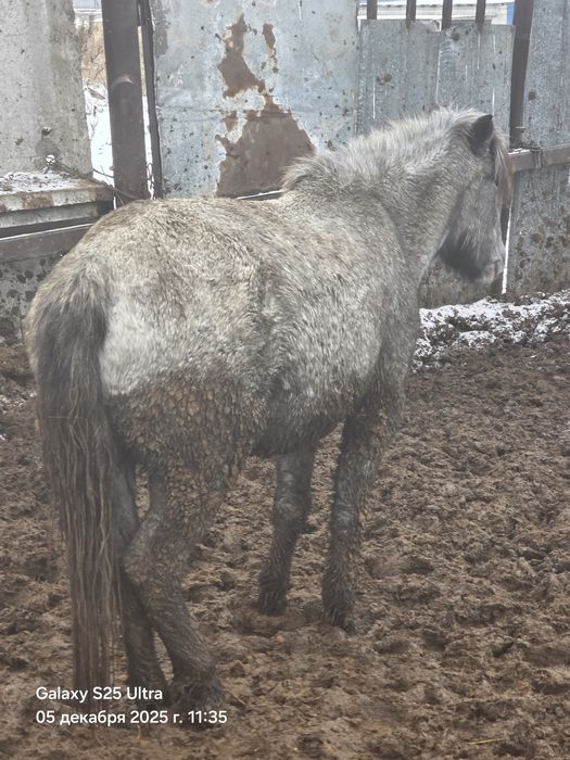 Семіз байталдар бар
