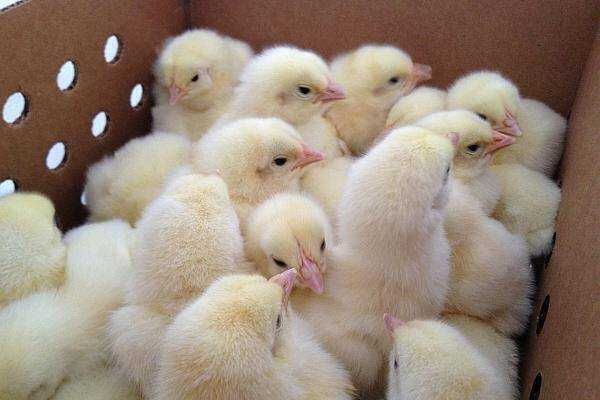 Pui de o zi de carne