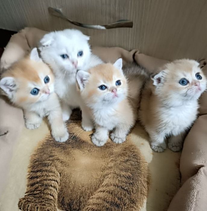 Продаются чистокровные котята