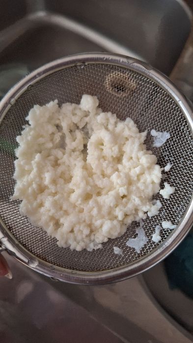 Молочный тибетский гриб