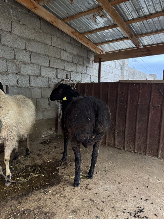 Қошқар сатылады, 1 жастан асқан…………….