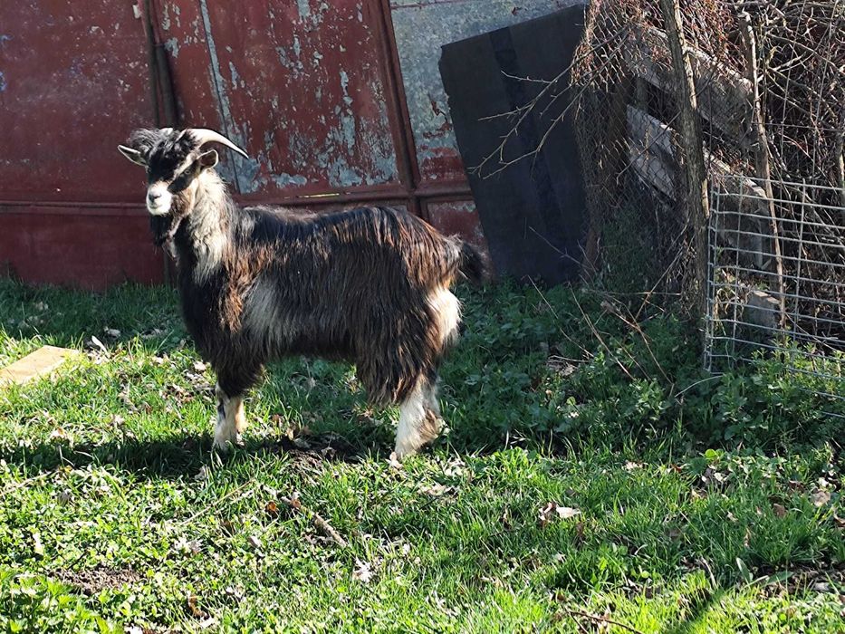 Vând capre si un țap