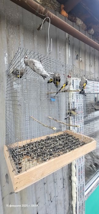 Щеглы птицы продаются