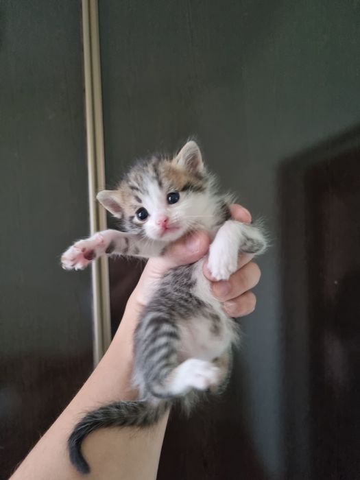 Котята отдам в хорошие руки