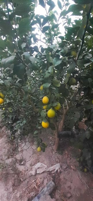 Шу 24 йилги Лимон бор узбекистонда, 10 т. атрофида