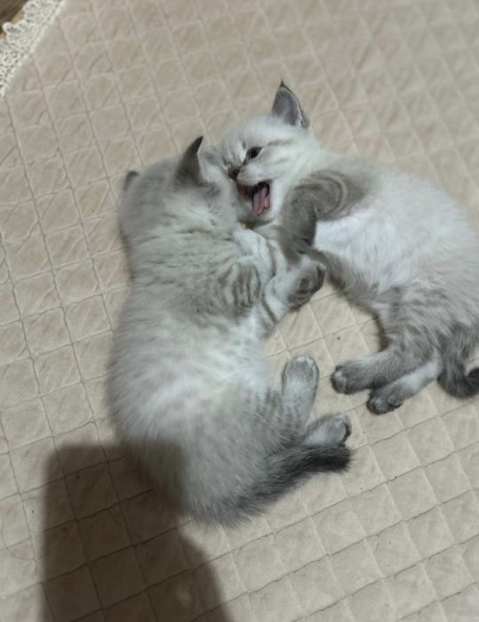 Шотландские котята