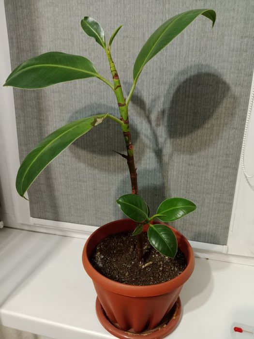 Продам фикус, новый горшок, новая свежая земля.