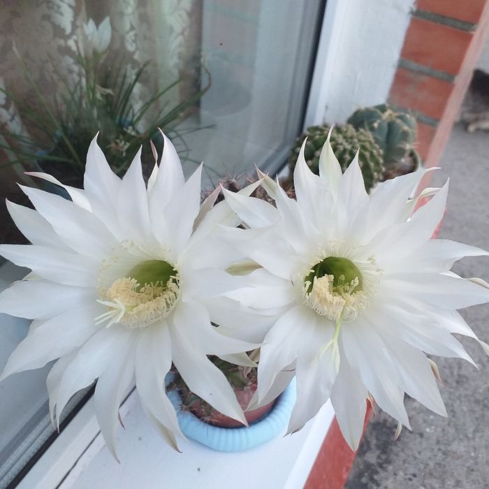 Продам  детку цветущего кактуса