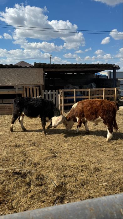 Бұқа сатылады. Срочьно