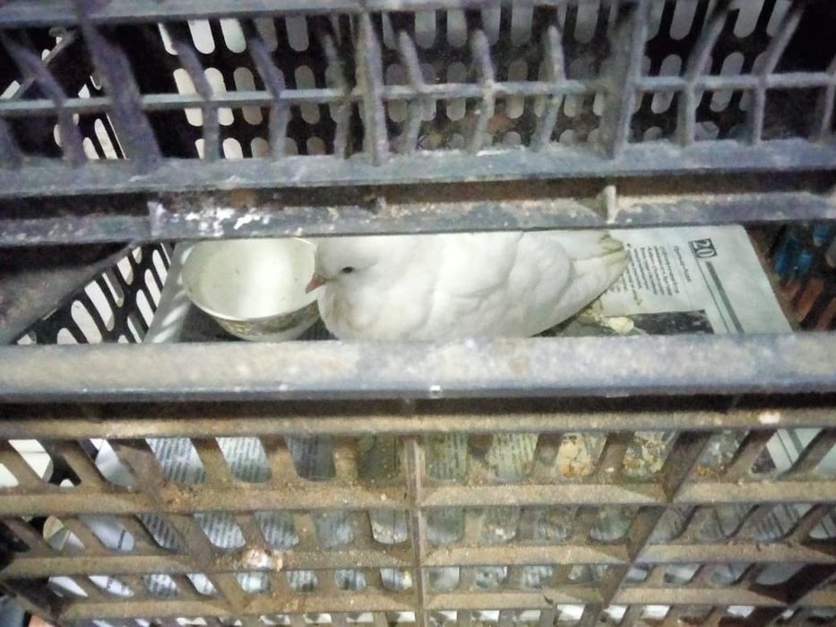 Кептер сатылады цена 20к