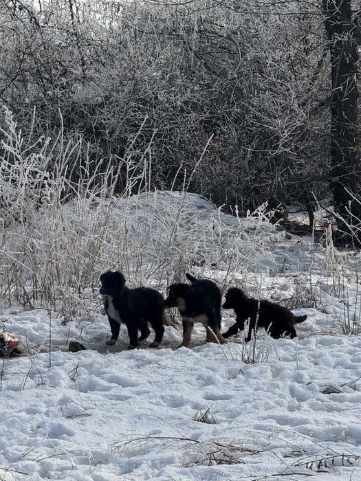 Помогите пристоит щенков отдается бесплатно