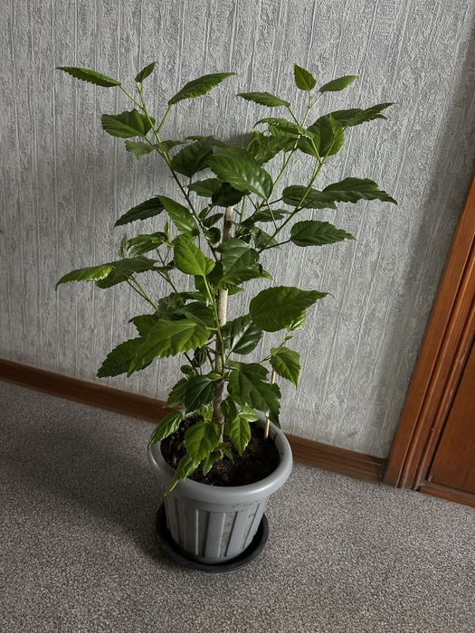 Продам цветы комнатные