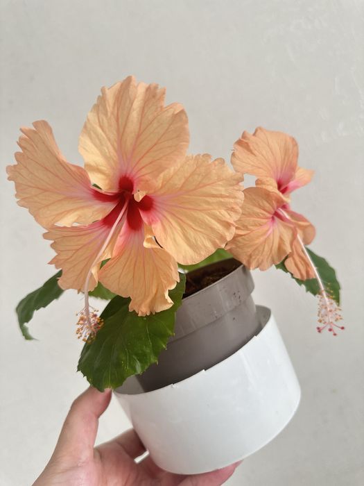 Гибискус сортовой в двух цветах