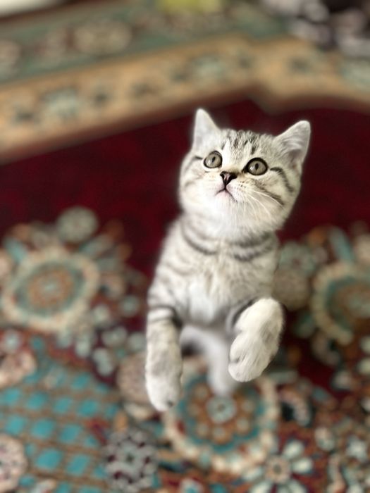 Кошка срочно сотилади