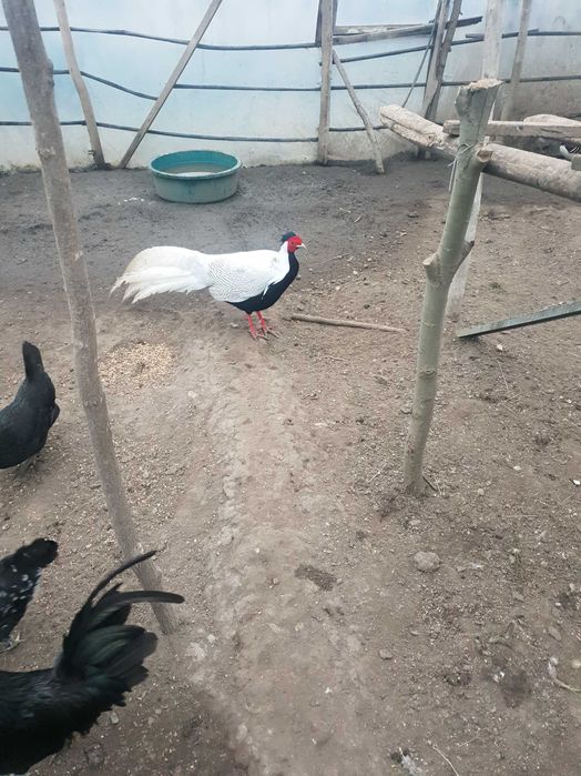 Vand sau schimb fazani argintii