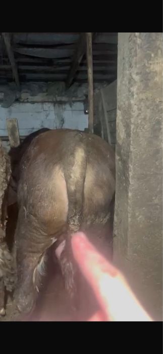 Бұқалар сатылады