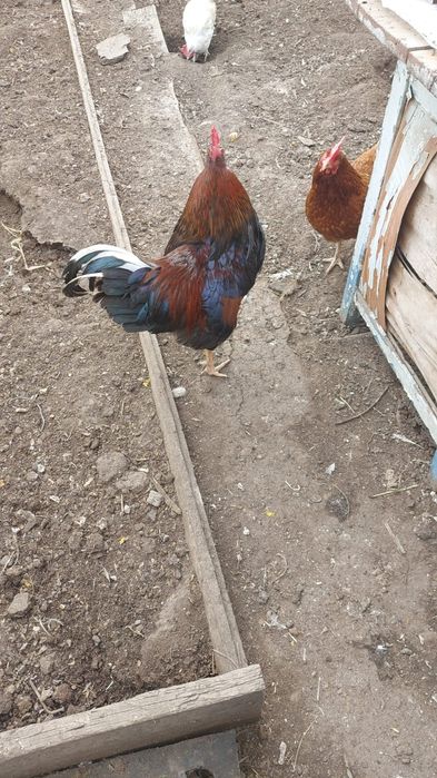 Продам двух петухов