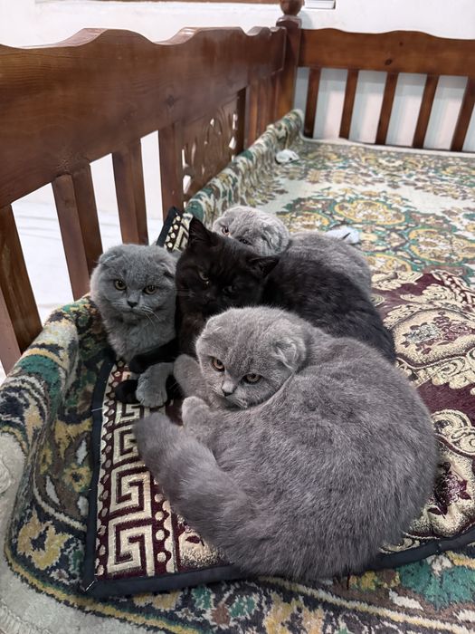 Skotish fold. Sotiladi