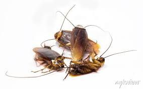 Эффективное средство от тараканов из США