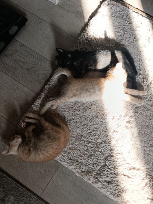 отдам котят в хорошие руки