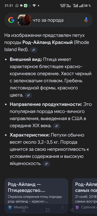 Продам петухов домашний